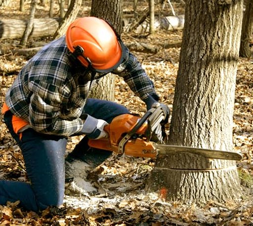 Tree Removal in Redwood Valley, CA